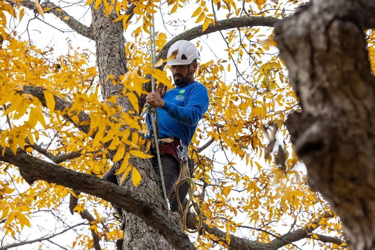 Skilled Tree Pruning crew working in Vero Beach