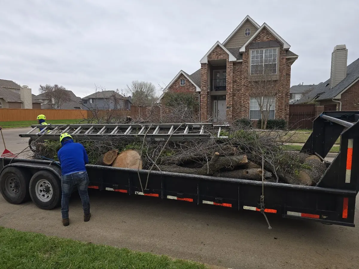 Expert Tree Removal with proper safety equipment in Vero Beach
